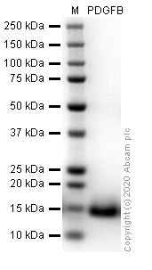 SDS-PAGE - Recombinant human PDGF B protein (Active) (AB259425), expandable thumbnail