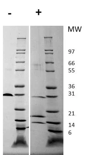 Western blot - Recombinant human PDGFAA + PDGFBB protein (AB61903)