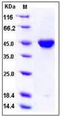 SDS-PAGE - Recombinant Human PDGFC protein (Fc Chimera) (AB276237)