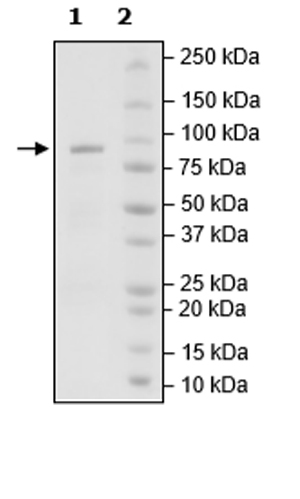 SDS-PAGE - Recombinant human PDGFR alpha (mutated D842V) protein (Active) (AB271685), expandable thumbnail