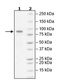 SDS-PAGE - Recombinant human PDGFR alpha (mutated D842Y) protein (Active) (AB271686)