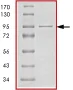 SDS-PAGE - Recombinant human PDGFR alpha protein (GST tag N-Terminus) (AB84797)