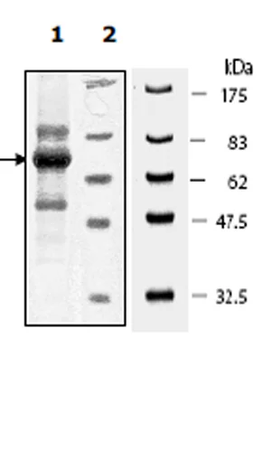 SDS-PAGE - Recombinant human PDGFR beta protein (Active) (His tag N-Terminus) (AB271687)