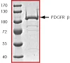 SDS-PAGE - Recombinant human PDGFR beta protein (GST tag N-Terminus) (AB60833)