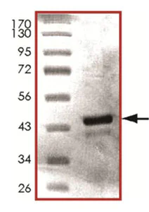 SDS-PAGE - Recombinant Human PDHA1 protein (His tag N-Terminus) (AB125602)