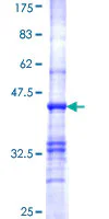 SDS-PAGE - Recombinant Human PDHB protein (GST tag N-Terminus) (AB152601)