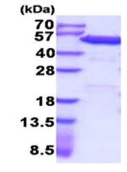 SDS-PAGE - Recombinant human PDIA6 protein (His tag) (AB206805)