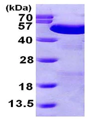 SDS-PAGE - Recombinant Human PDIA6 protein (His tag N-Terminus) (AB101048)