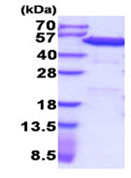 SDS-PAGE - Recombinant human PDIA6 protein (His tag N-Terminus) (AB206805)