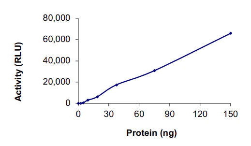 Functional Studies - Recombinant human PDK1 protein (AB125580)