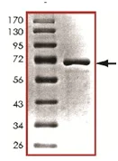 SDS-PAGE - Recombinant human PDK1 protein (AB125580)