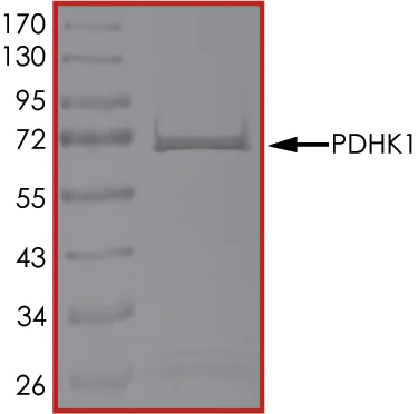 SDS-PAGE - Recombinant human PDK1 protein (AB125580)