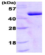 SDS-PAGE - Recombinant Human PDK1 protein (AB86986)