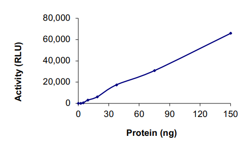 Functional Studies - Recombinant human PDK1 protein (GST tag N-Terminus) (AB125580)