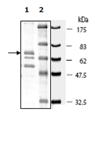 SDS-PAGE - Recombinant Human PDK1 protein (GST tag N-Terminus) (AB271688)