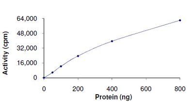 Functional Studies - Recombinant human PDK2 protein (AB125592)