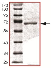 SDS-PAGE - Recombinant human PDK3 protein (AB125606), expandable thumbnail