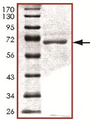 SDS-PAGE - Recombinant human PDK3 protein (AB125606)