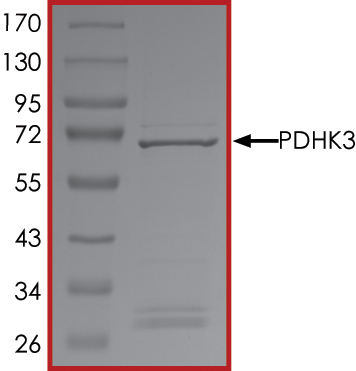 SDS-PAGE - Recombinant human PDK3 protein (AB125606), expandable thumbnail