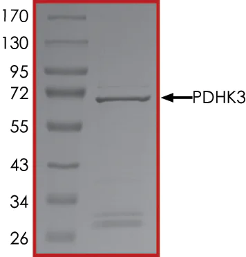 SDS-PAGE - Recombinant human PDK3 protein (AB125606)