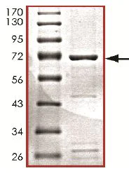 SDS-PAGE - Recombinant human PDK4 protein (AB125560)