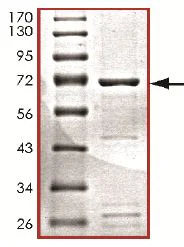 SDS-PAGE - Recombinant human PDK4 protein (GST tag N-Terminus) (AB125560)