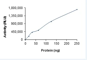 Functional Studies - Recombinant human PDPK1 protein (AB60834)