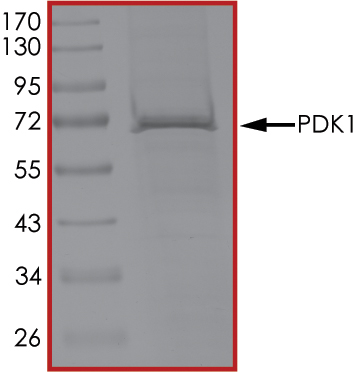SDS-PAGE - Recombinant human PDPK1 protein (AB60834), expandable thumbnail
