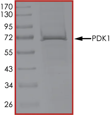 SDS-PAGE - Recombinant human PDPK1 protein (AB60834)