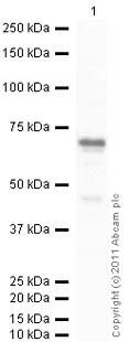 Western blot - Recombinant human PDPK1 protein (AB60834)