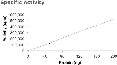 Functional Studies - Recombinant human PDPK1 protein (His tag N-Terminus) (AB60834)