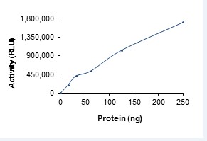 Functional Studies - Recombinant human PDPK1 protein (His tag N-Terminus) (AB60834)