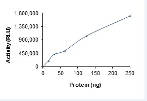 Functional Studies - Recombinant human PDPK1 protein (His tag N-Terminus) (AB60834)