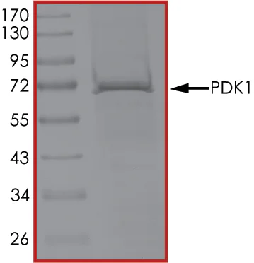 SDS-PAGE - Recombinant human PDPK1 protein (His tag N-Terminus) (AB60834)