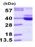 SDS-PAGE - Recombinant Human PDXK.1 protein (AB101103), expandable thumbnail
