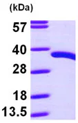 SDS-PAGE - Recombinant Human PDXP protein (AB97953)