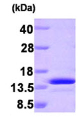 SDS-PAGE - Recombinant Human PEA15 protein (AB87717), expandable thumbnail