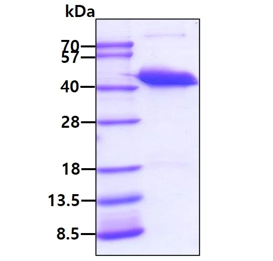 SDS-PAGE - Recombinant Human PECI/ECI2 protein (His tag N-Terminus) (AB99327)