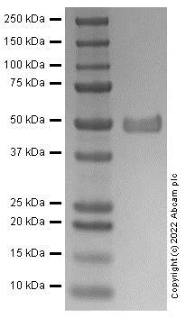 SDS-PAGE - Recombinant Human PEDF protein (AB287924)