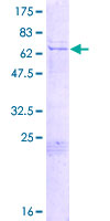 Recombinant Human PEG10/EDR protein