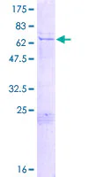 SDS-PAGE - Recombinant Human PEG10/EDR protein (GST tag N-Terminus) (AB161530)