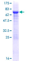 SDS-PAGE - Recombinant Human Pellino 2 protein (GST tag N-Terminus) (AB163508)