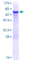 SDS-PAGE - Recombinant Human Pellino 2 protein (GST tag N-Terminus) (AB163508)