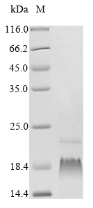 SDS-PAGE - Recombinant Human PEN2 protein (AB289755)