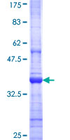 SDS-PAGE - Recombinant Human Pepsin protein (GST tag N-Terminus) (AB159101)