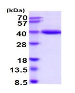SDS-PAGE - Recombinant Human Pepsinogen II/PGC protein (His tag C-Terminus) (AB219243)