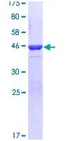SDS-PAGE - Recombinant Human PER2 protein (GST tag N-Terminus) (AB112382)