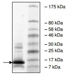 SDS-PAGE - Recombinant Human Peregrin/BRPF1 protein (His tag N-Terminus) (AB196416)
