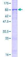 Western blot - Recombinant Human Perforin protein (GST tag N-Terminus) (AB114201)