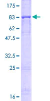 Western blot - Recombinant Human Perforin protein (GST tag N-Terminus) (AB114201)